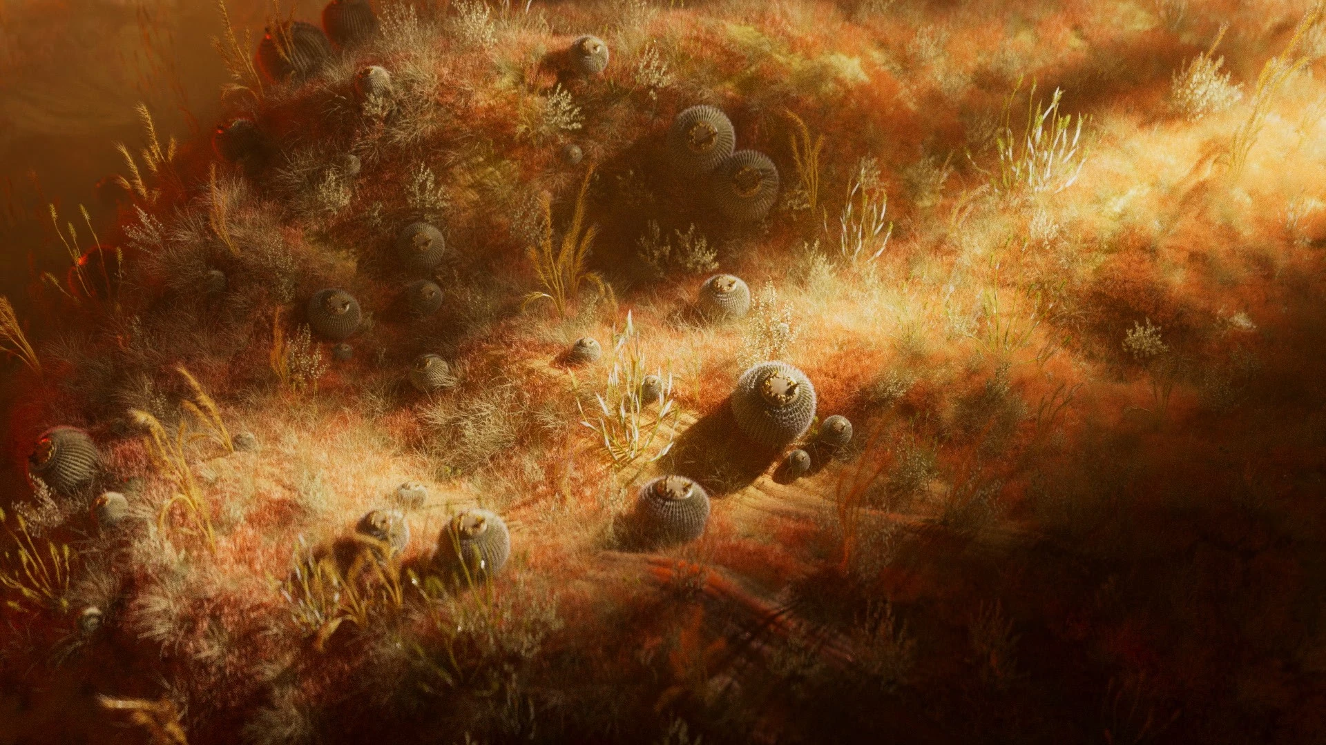 CampMograph Australia 2024